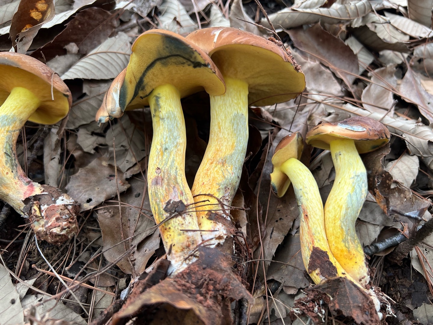 窄孢兰茂牛肝菌