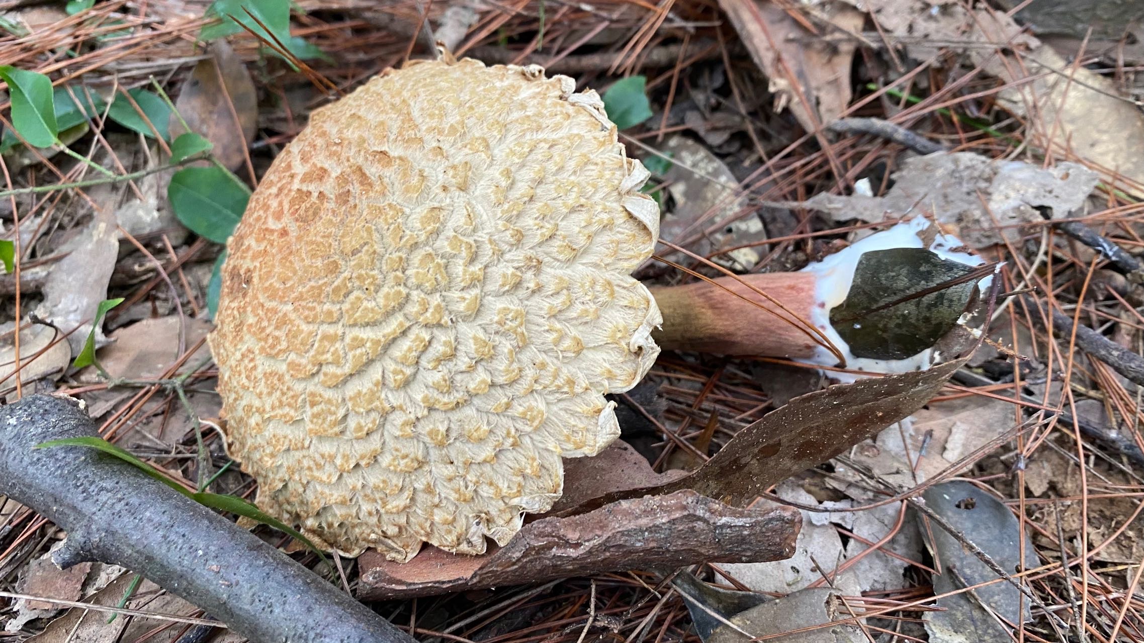 裂皮条孢牛肝菌