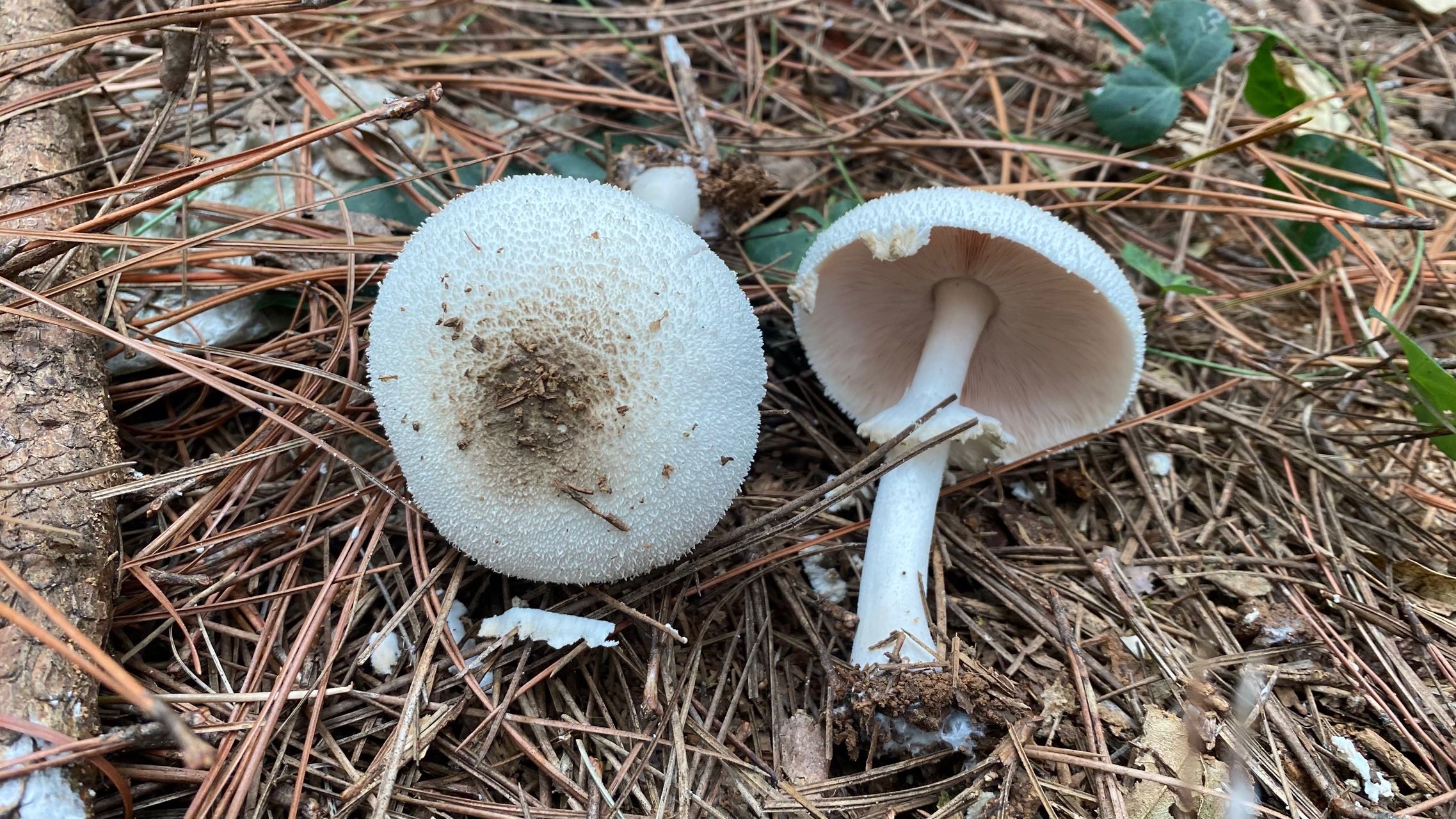 Agaricus sp. nov.