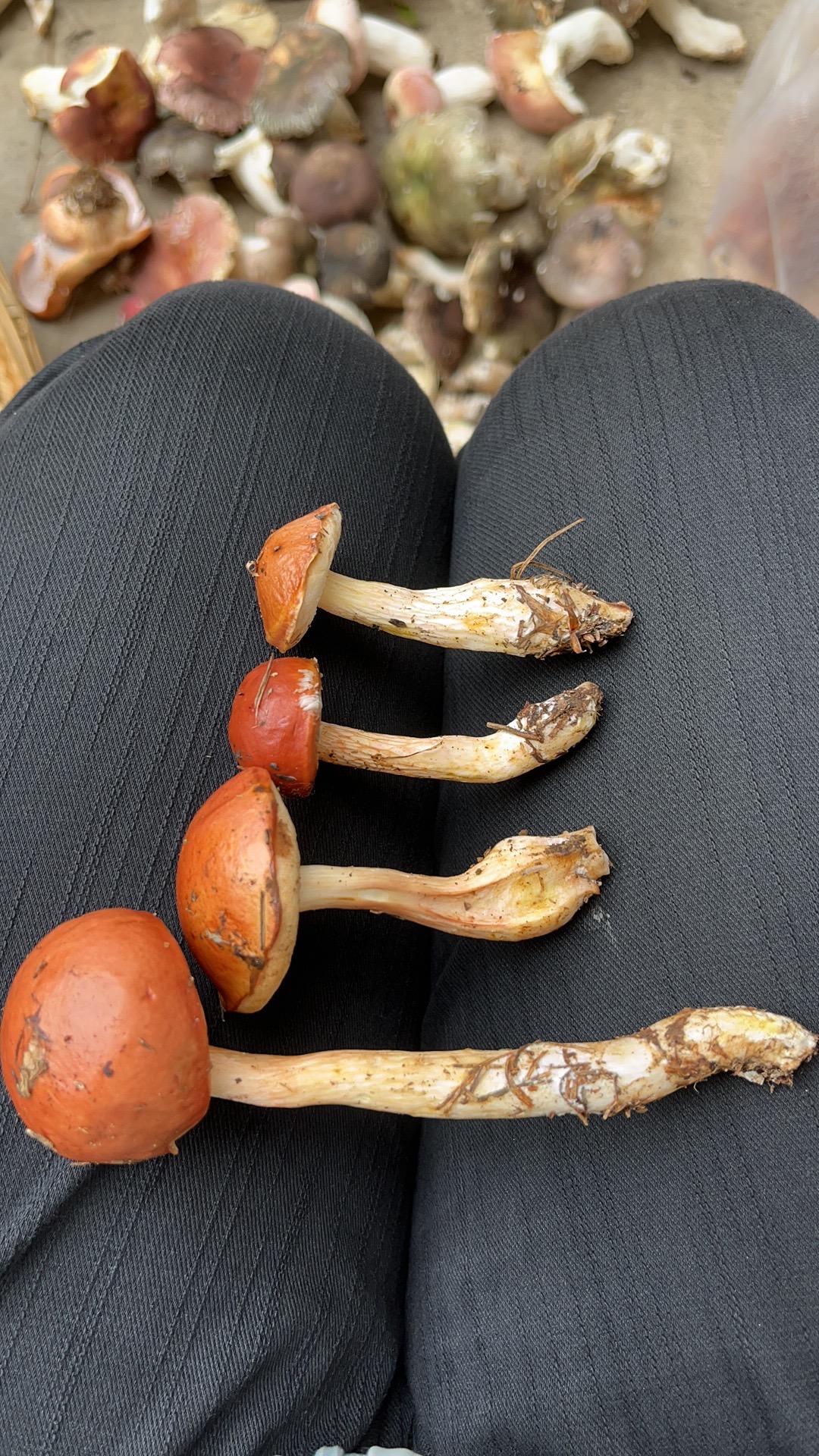 近栗色黏盖牛肝菌