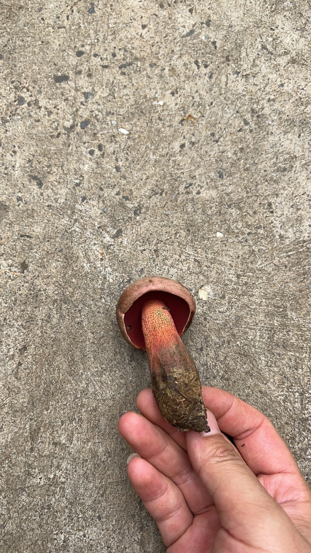 中华红孔牛肝菌