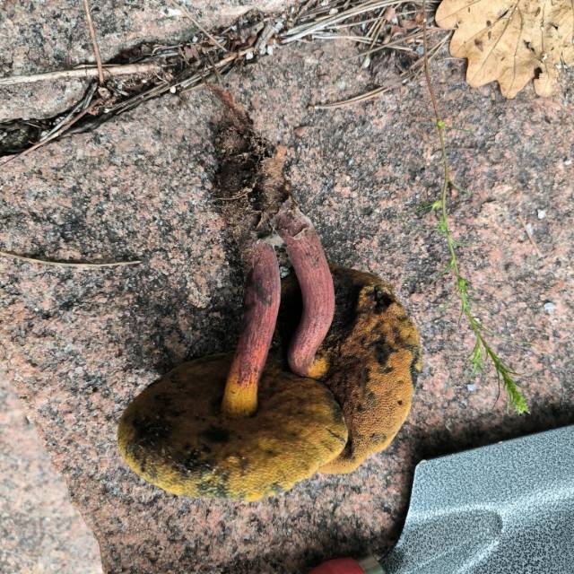 赭黄牛肝菌近似种