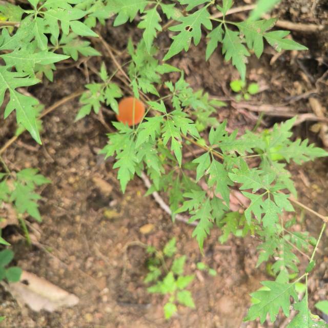 庭院牛肝菌近似种