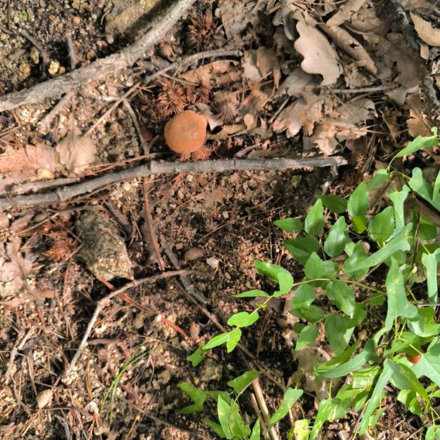 赭黄牛肝菌近似种