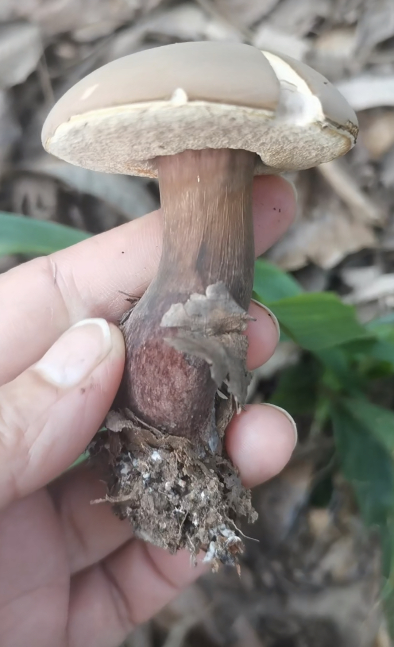 暗紫褐粉孢牛肝菌