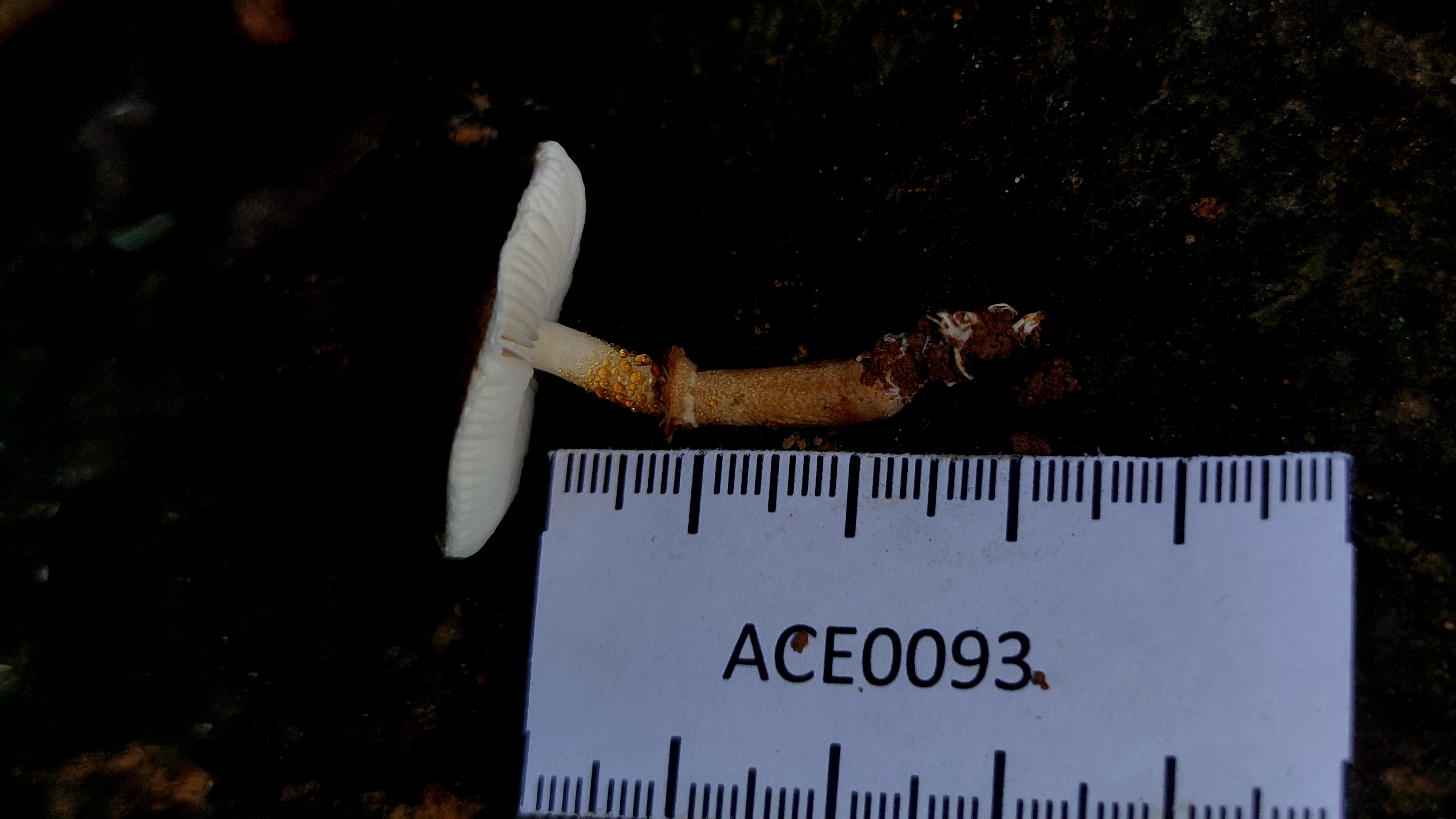 鳞柄环柄菇近似种