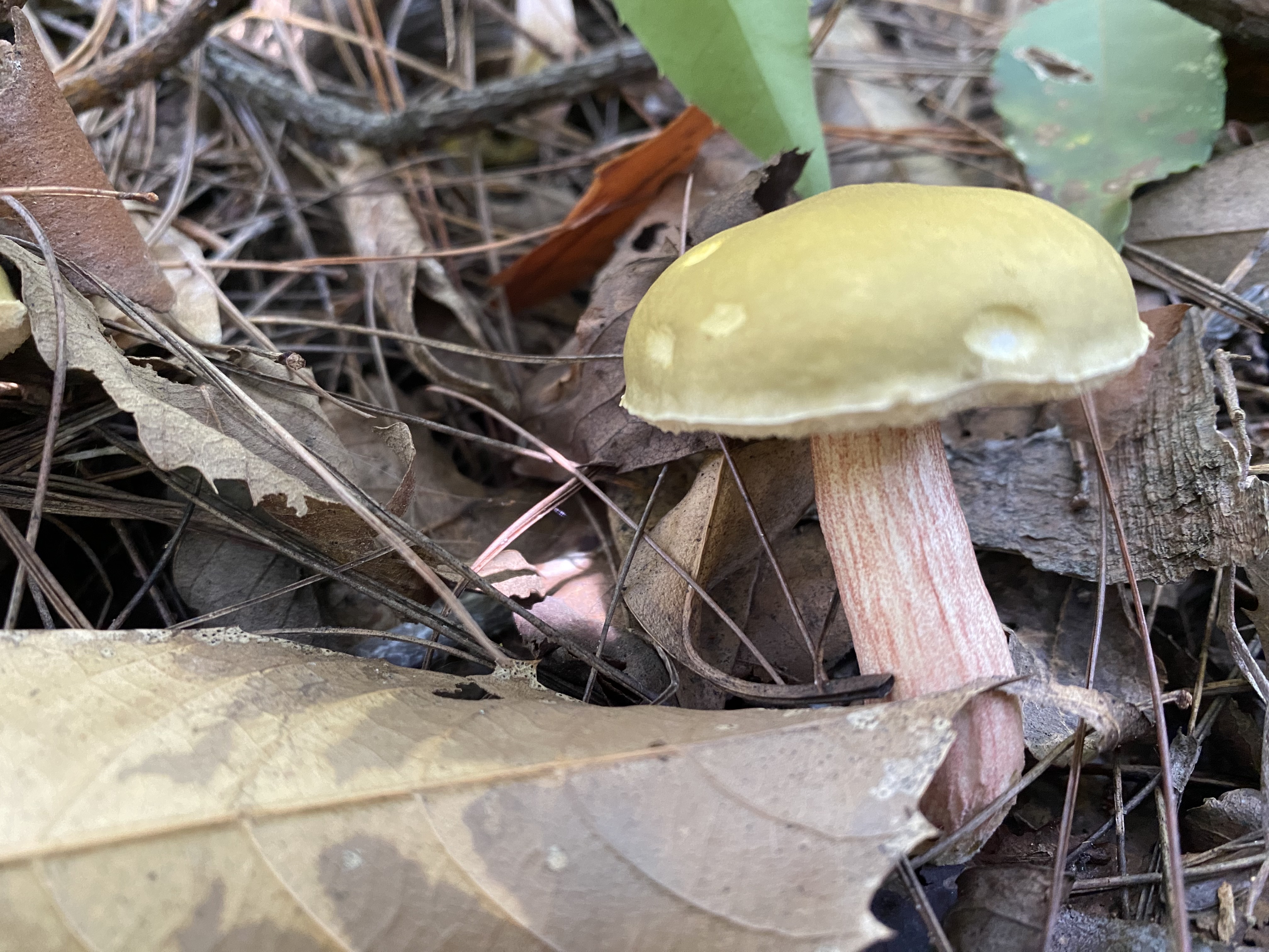 橙盖臧氏牛肝菌