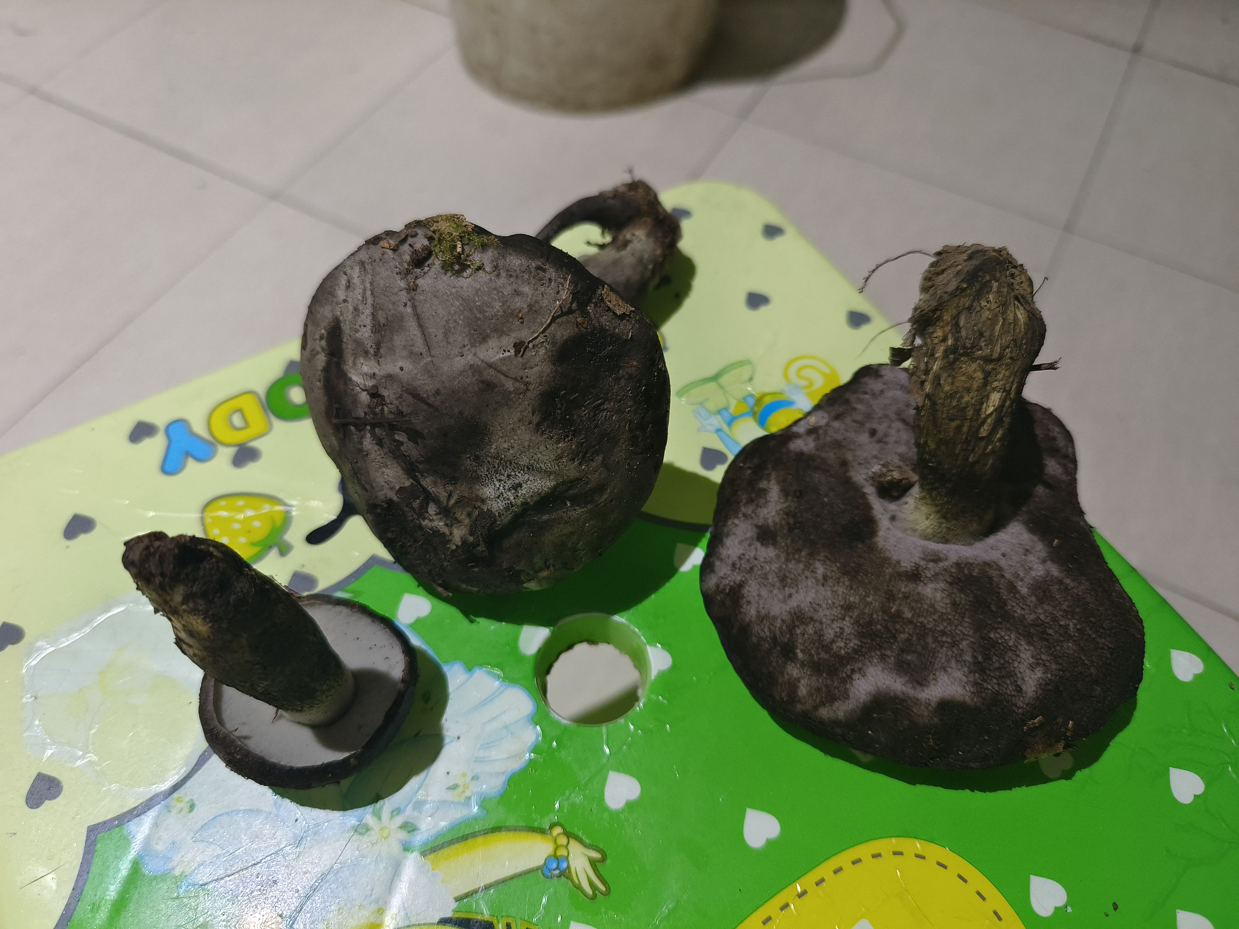 张飞网柄牛肝菌