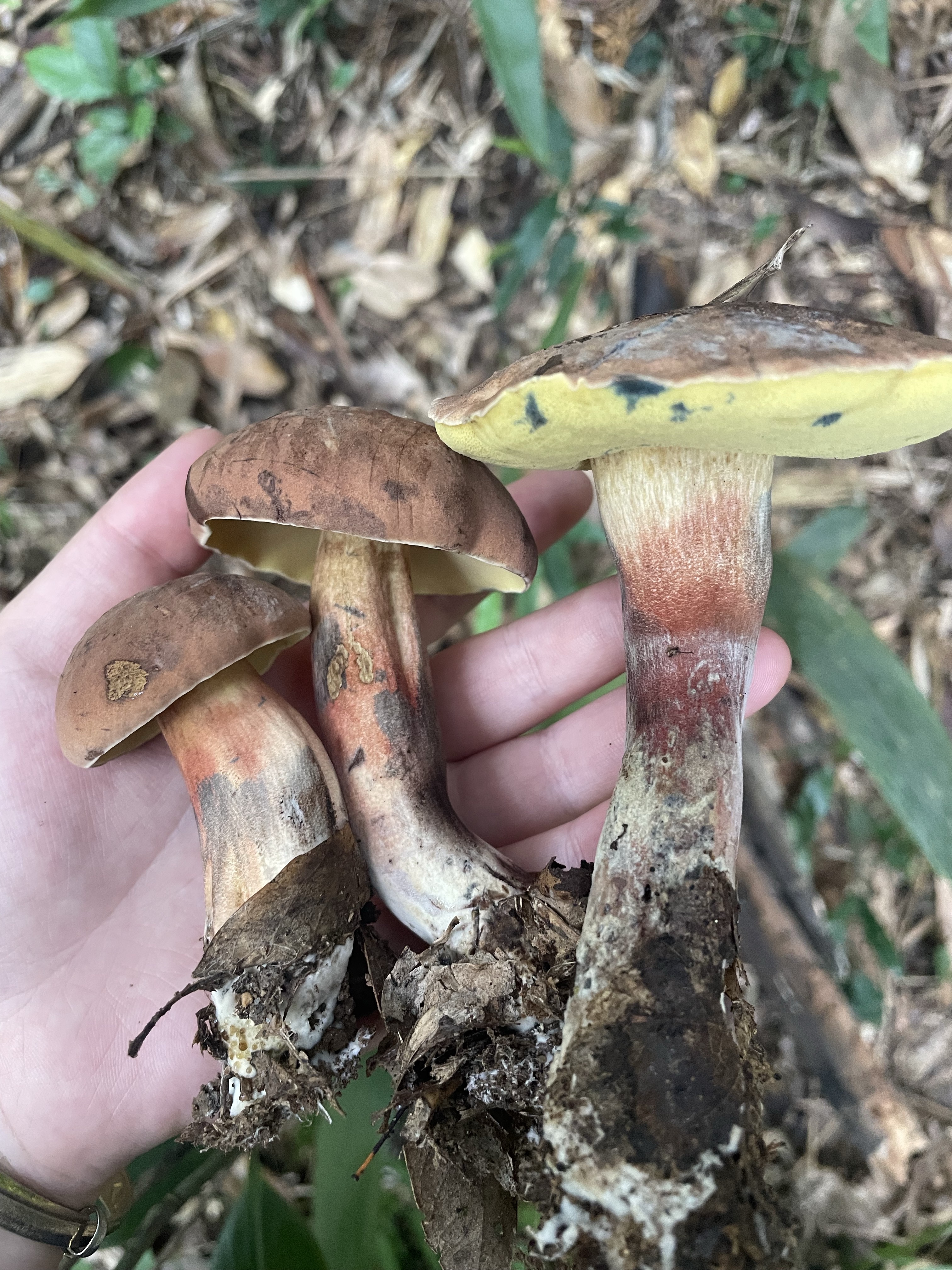 海南黄肉牛肝菌