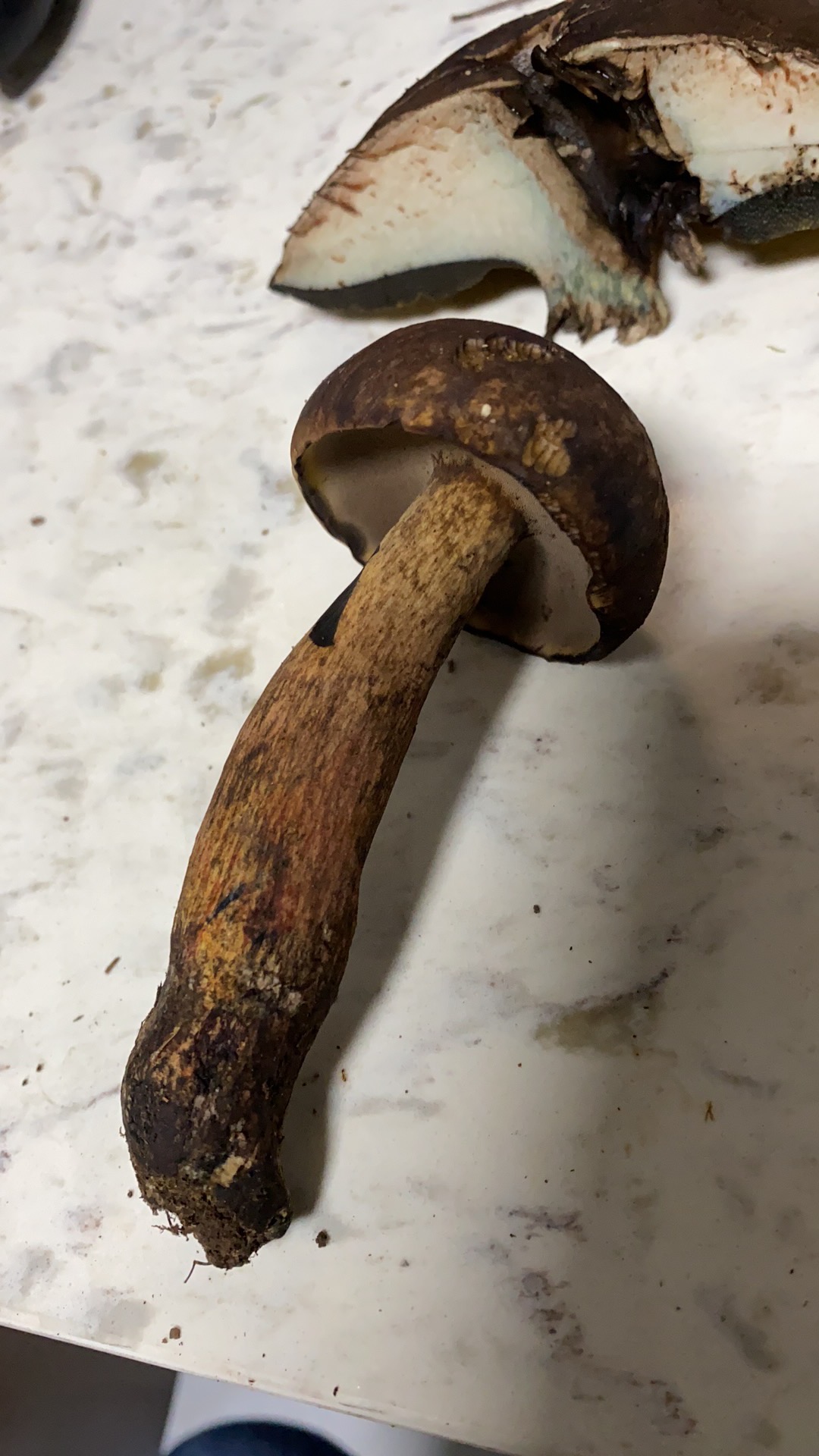 海南黄肉牛肝菌