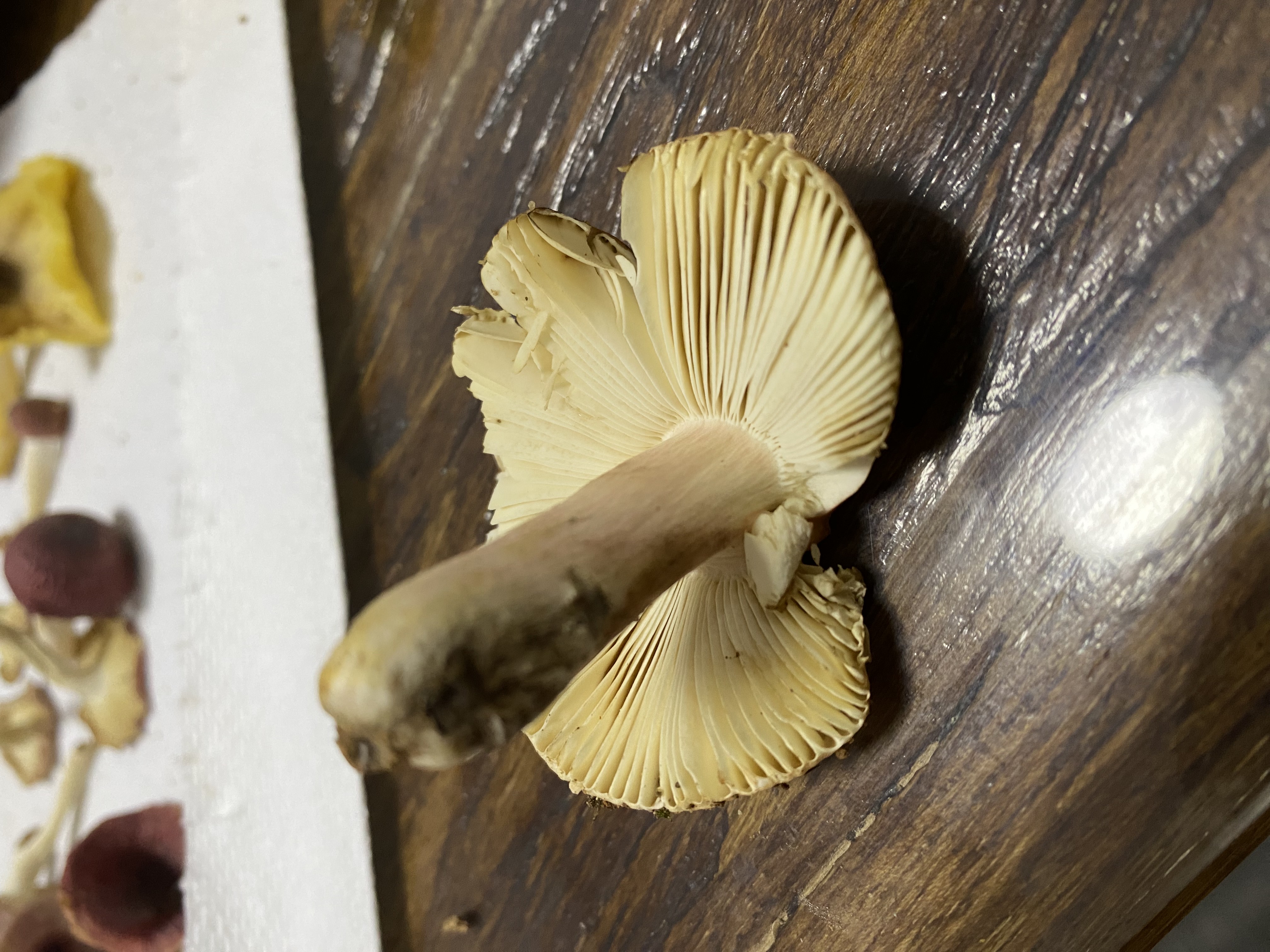 红菇亚属疑似新种