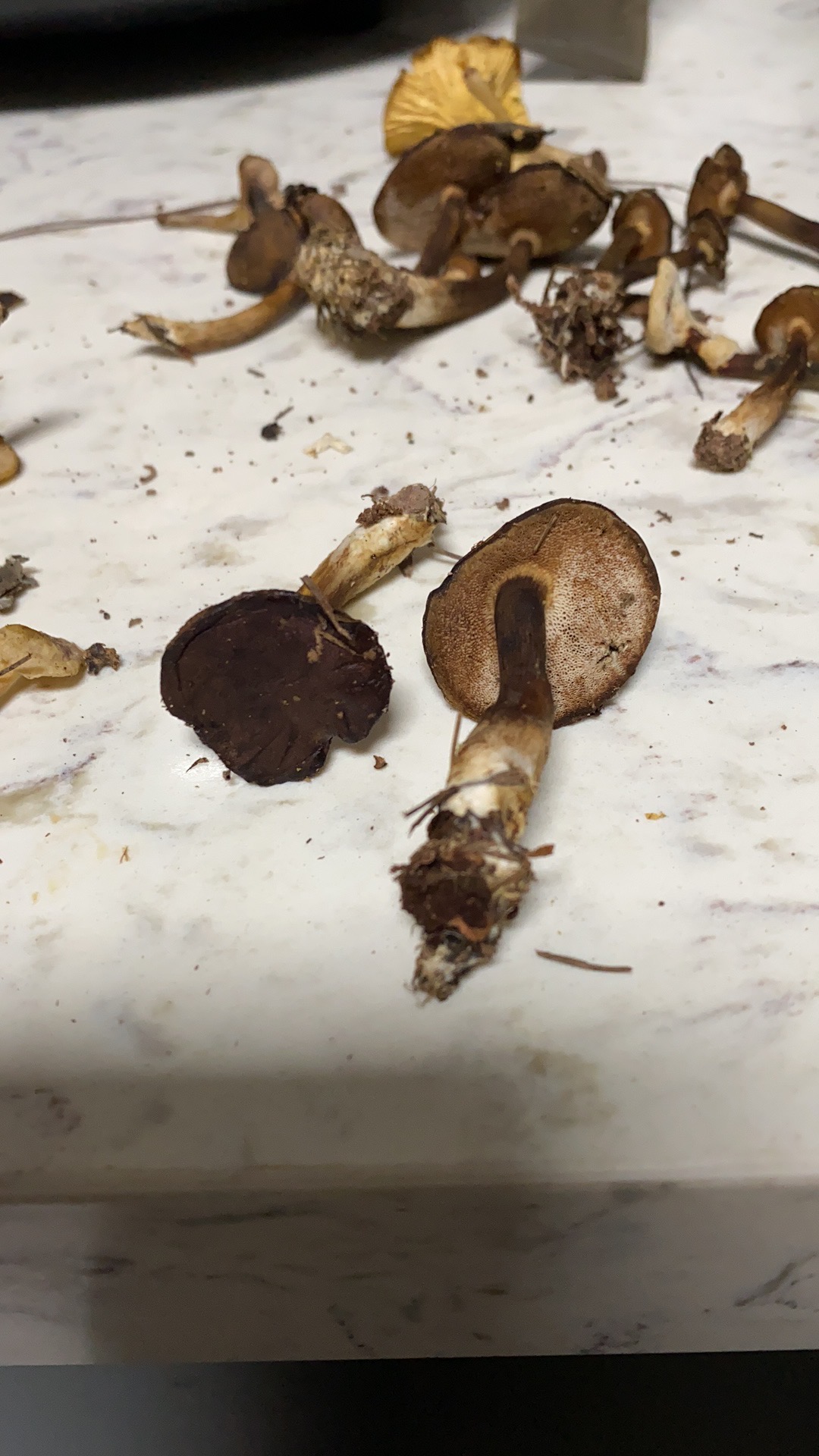 江西粉孢牛肝菌