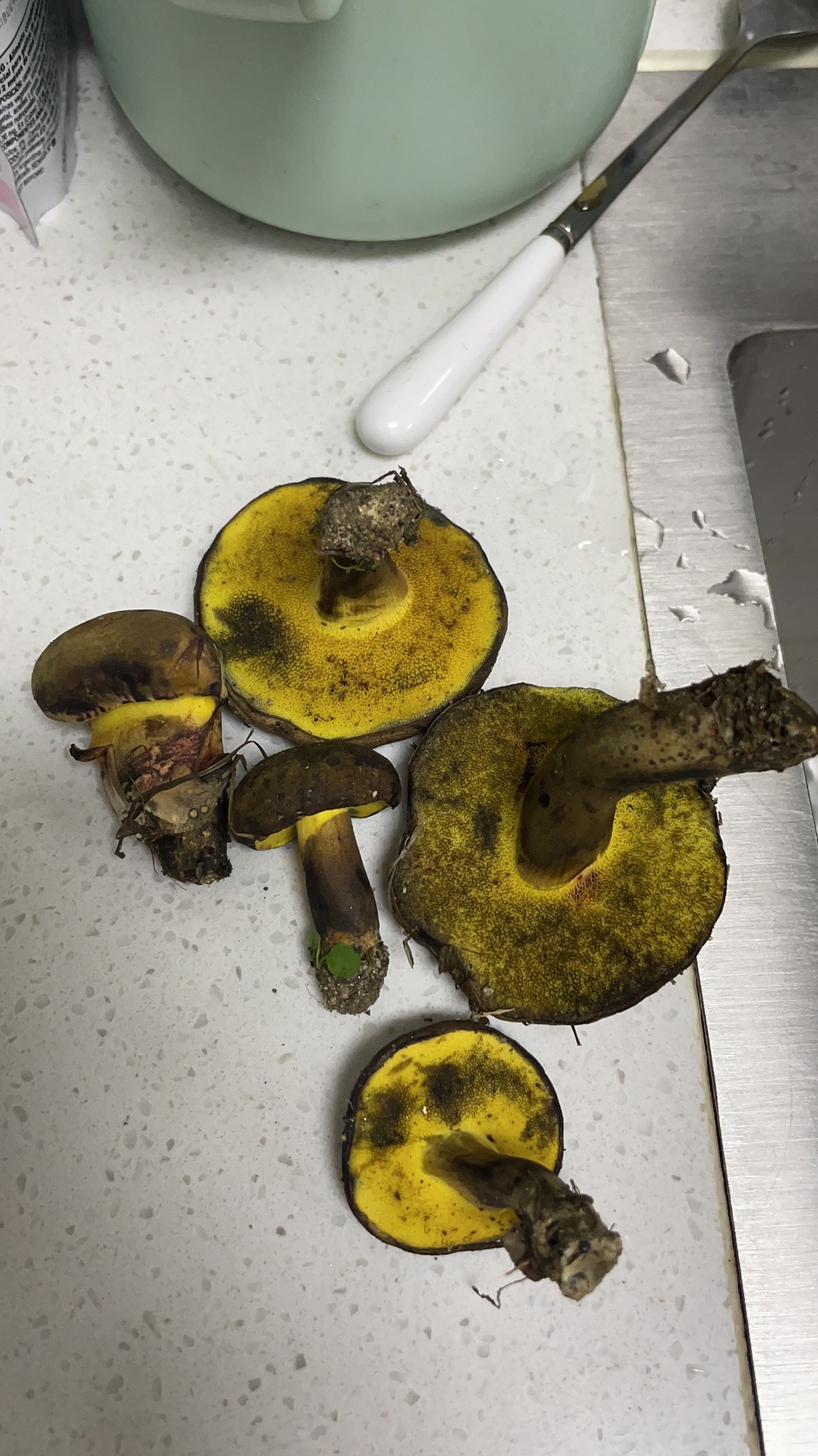 中华变蓝牛肝菌近似种