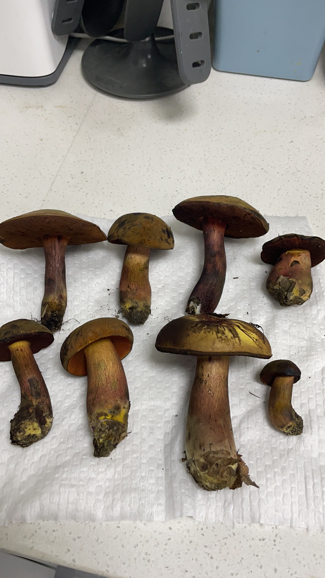 粘盖变蓝牛肝菌（比对结果是这个种，但跟模式标本照片差别有点大）