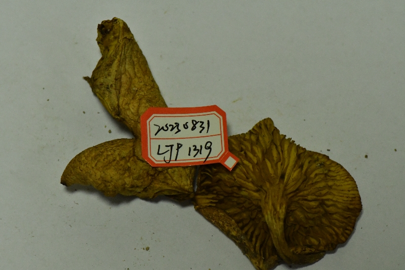 云南褶孔牛肝菌近似种