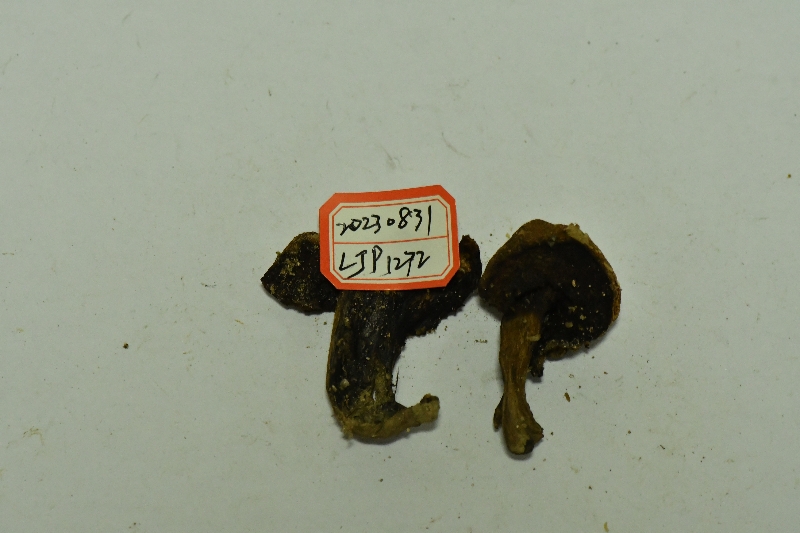 假烟色红孢牛肝菌