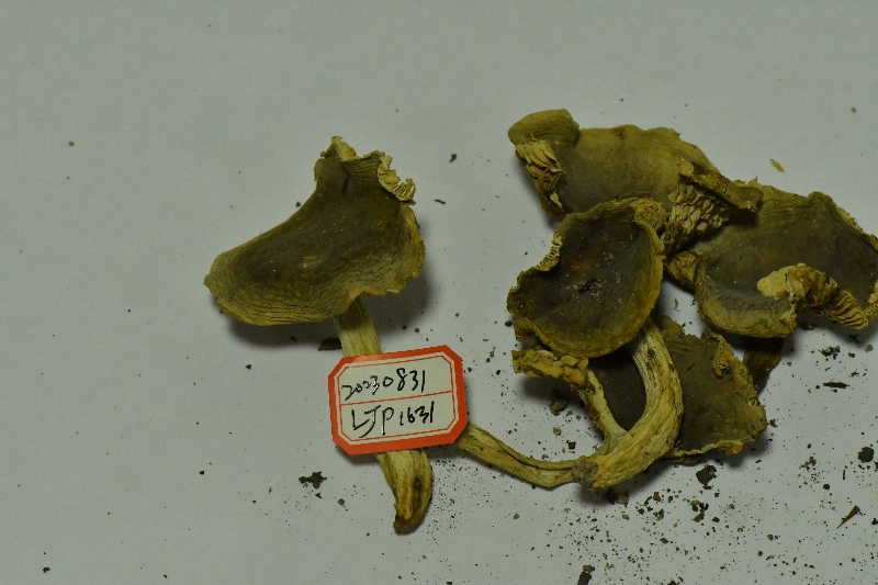 异褶亚属疑似新种