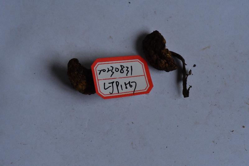 宽丝厚瓤牛肝菌