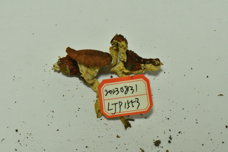 红菇亚属疑似新种