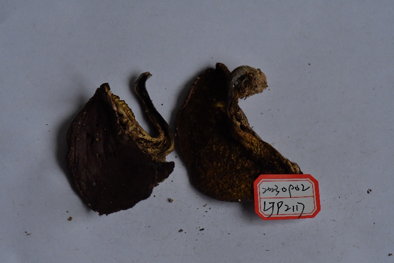 近似小果绒盖牛肝菌