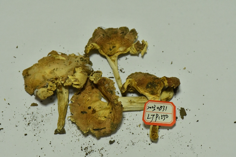 假桂黄红菇近似种