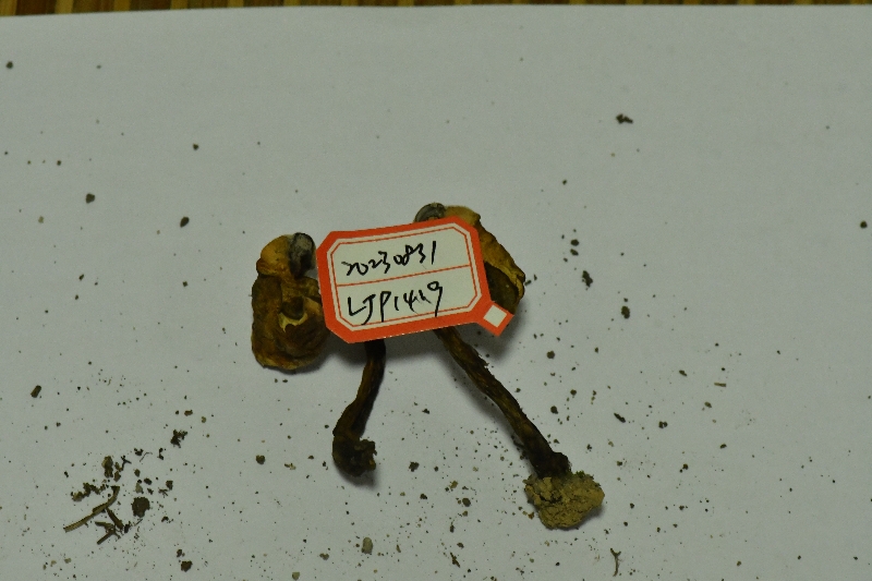 亚小绒盖牛肝菌近似种