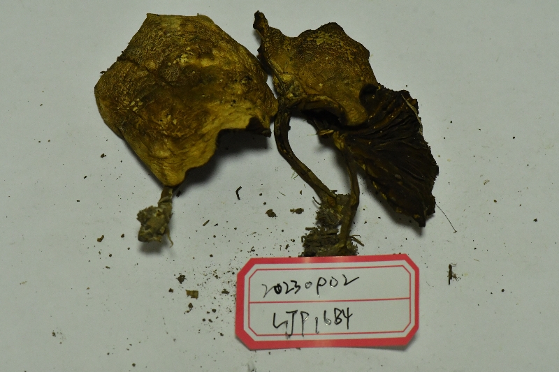 锈红褶孔牛肝菌