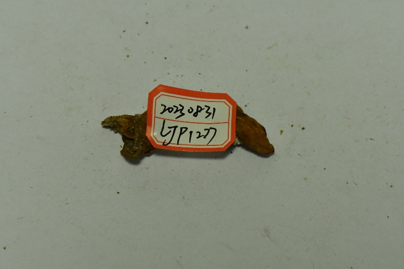 黄盖粉孢牛肝菌近似种