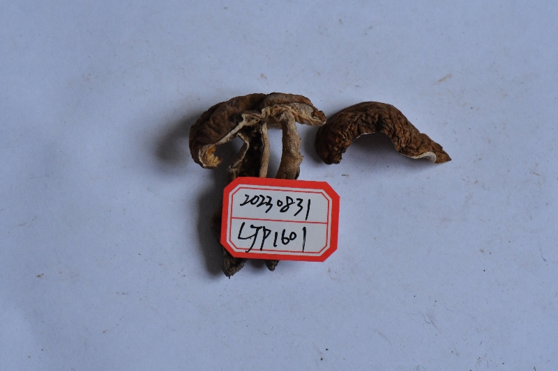 长囊圆孔牛肝菌