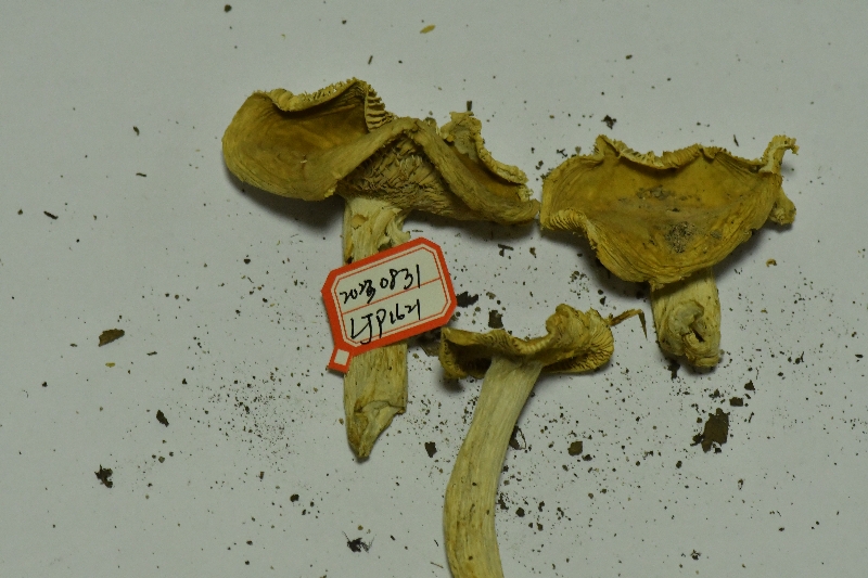 异褶亚属疑似新种