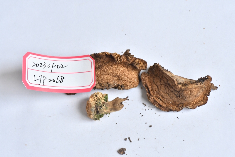 黑点厚瓤牛肝菌