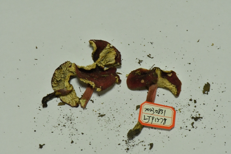 红菇亚属疑似新种