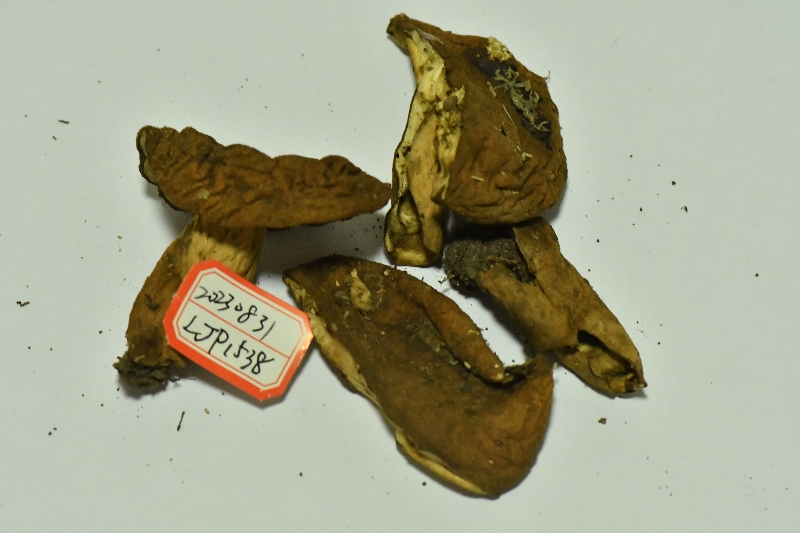 长囊圆孔牛肝菌