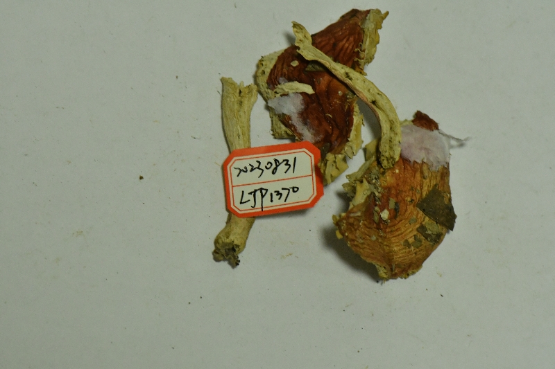 红菇亚属疑似新种