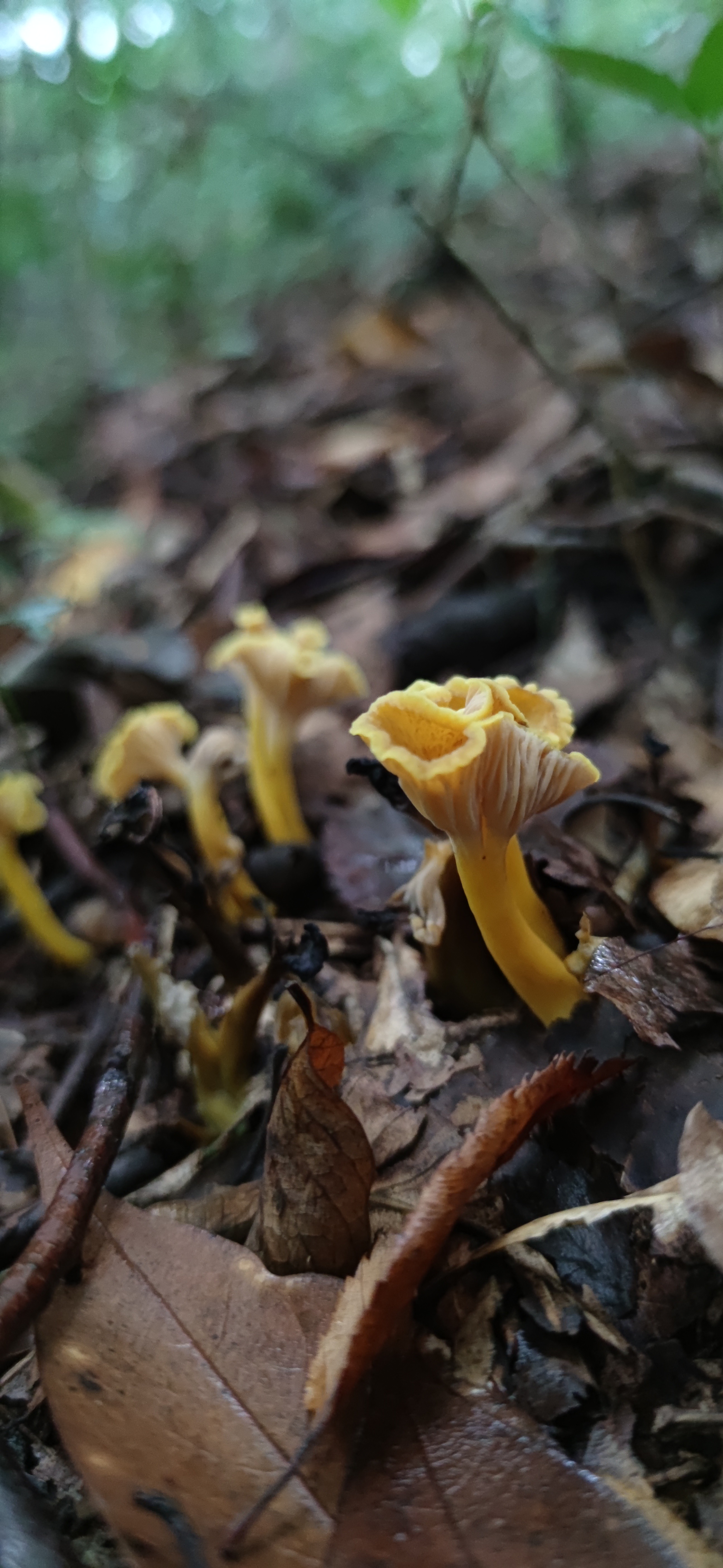 cantharellus cerioalbus