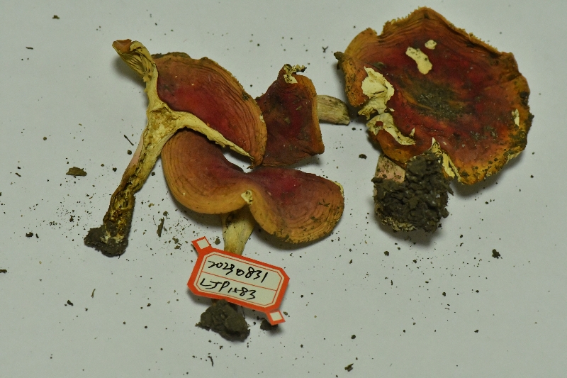 红菇亚属疑似新种