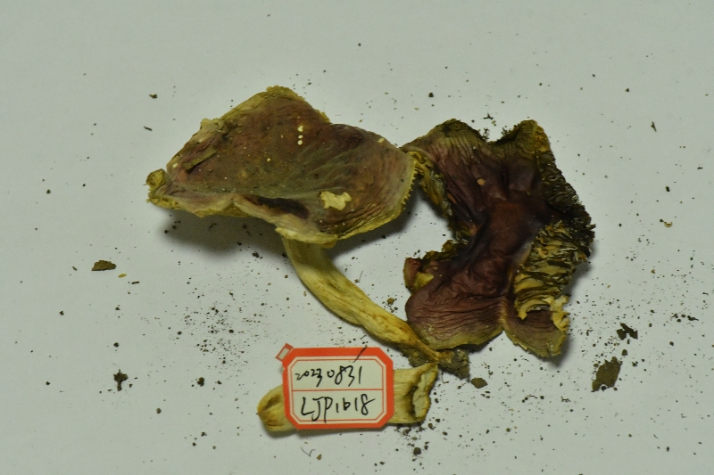 异褶亚属疑似新种