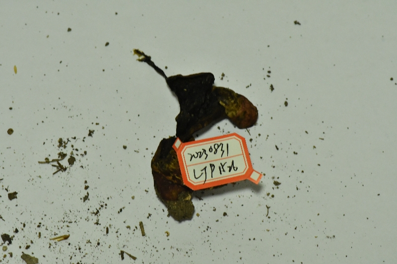 大果兰茂牛肝菌