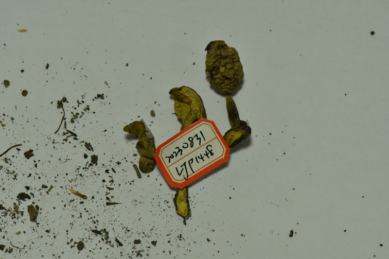 萝卜味金牛肝菌