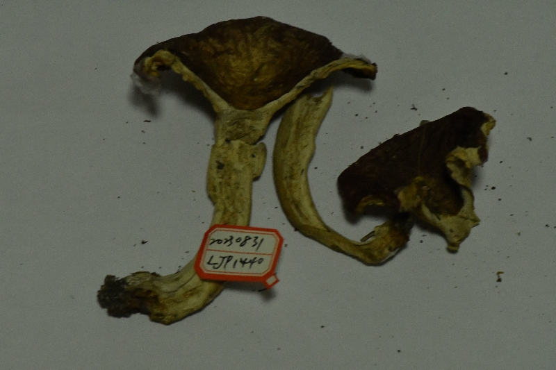 异褶亚属变绿组疑似新种