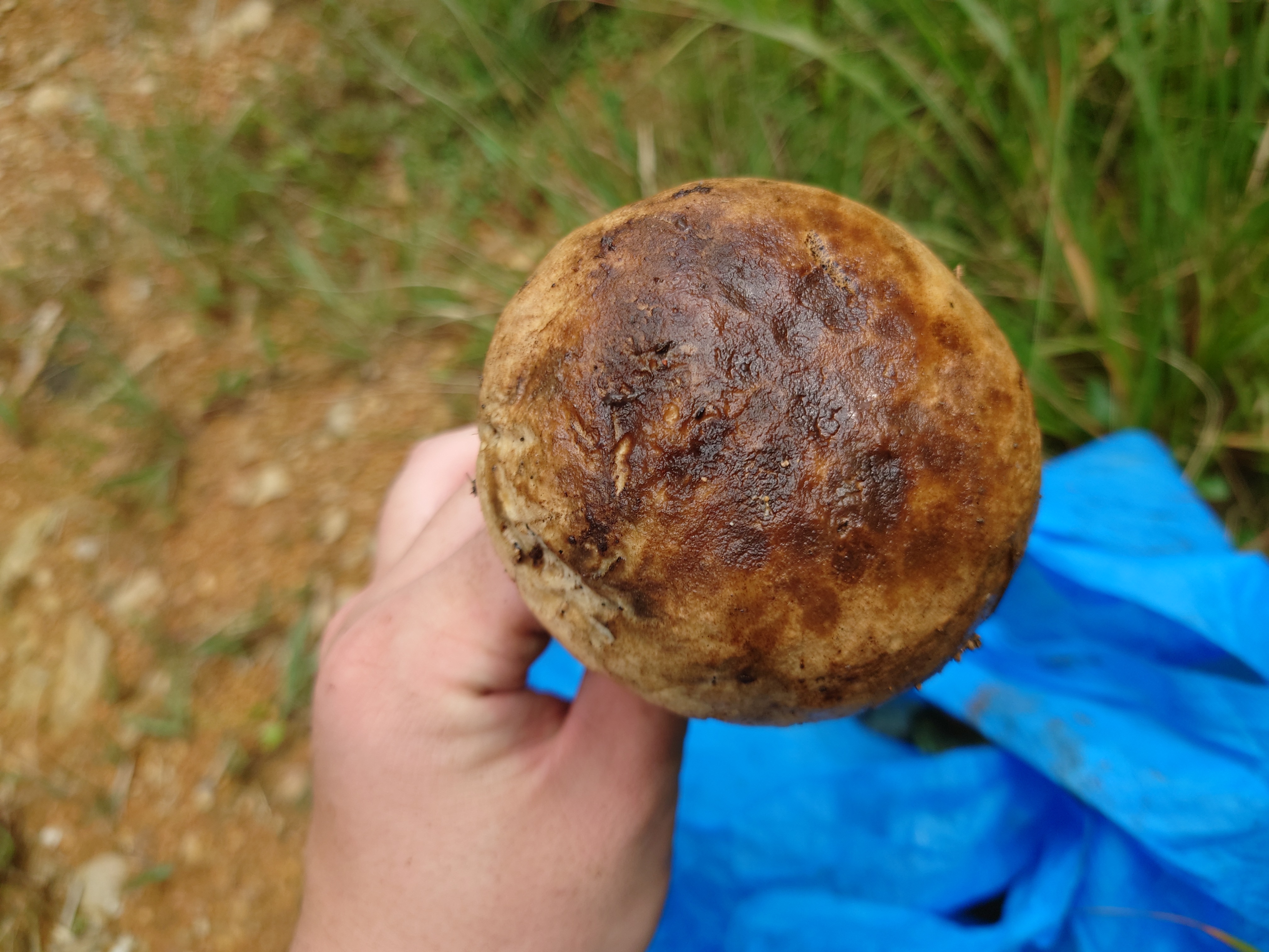 海南黄肉牛肝菌