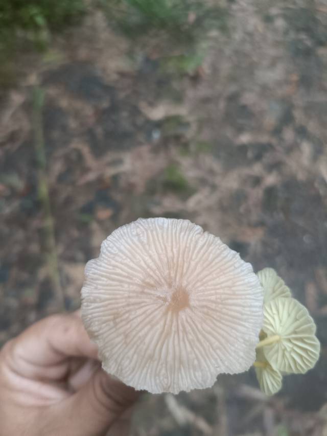 marasmiellus corticum