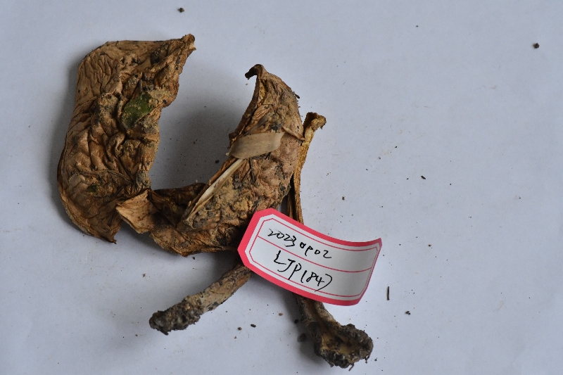 新苦粉孢牛肝菌