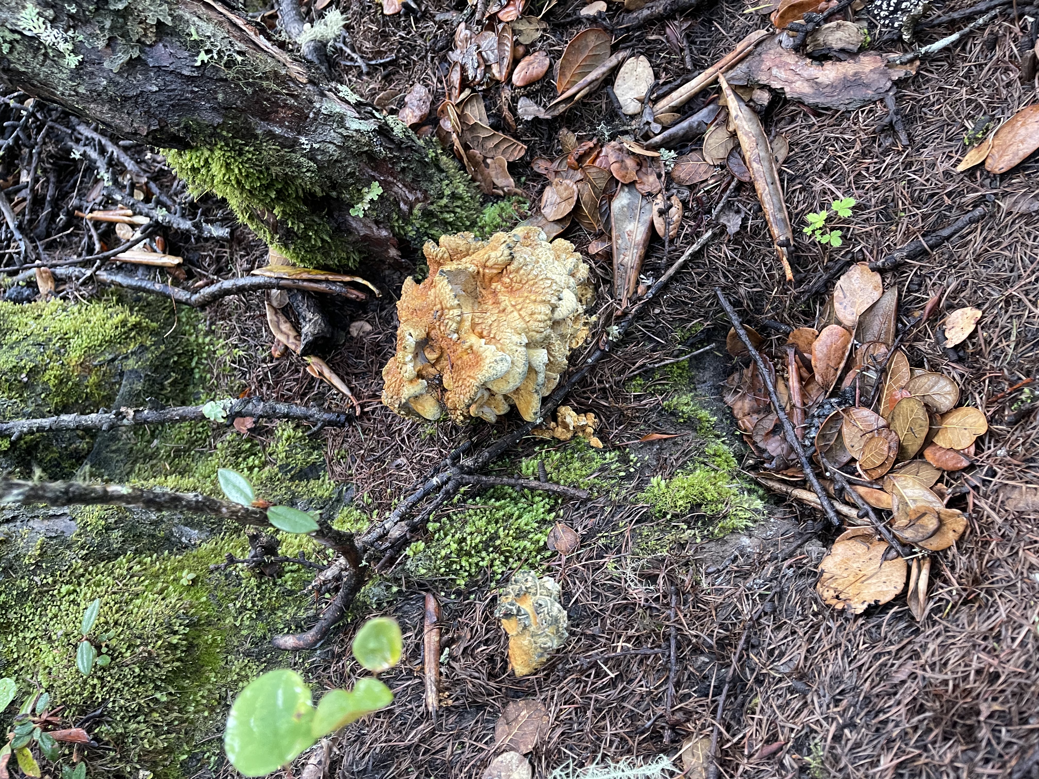 奇丝地花和亚高山齿菌