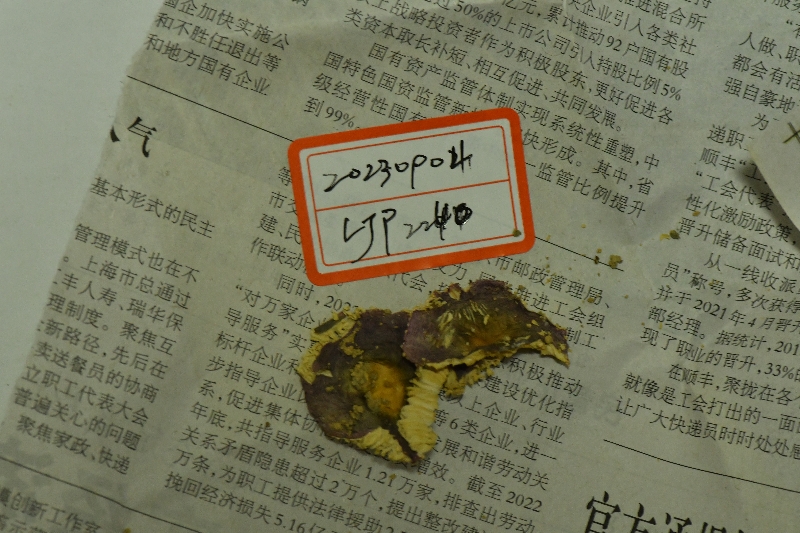 粉色红菇（拟定种）