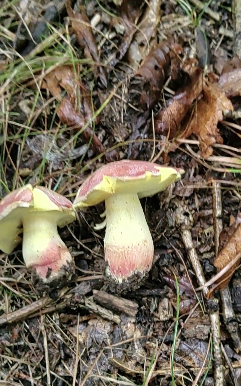 中华桃红黄肉牛肝菌