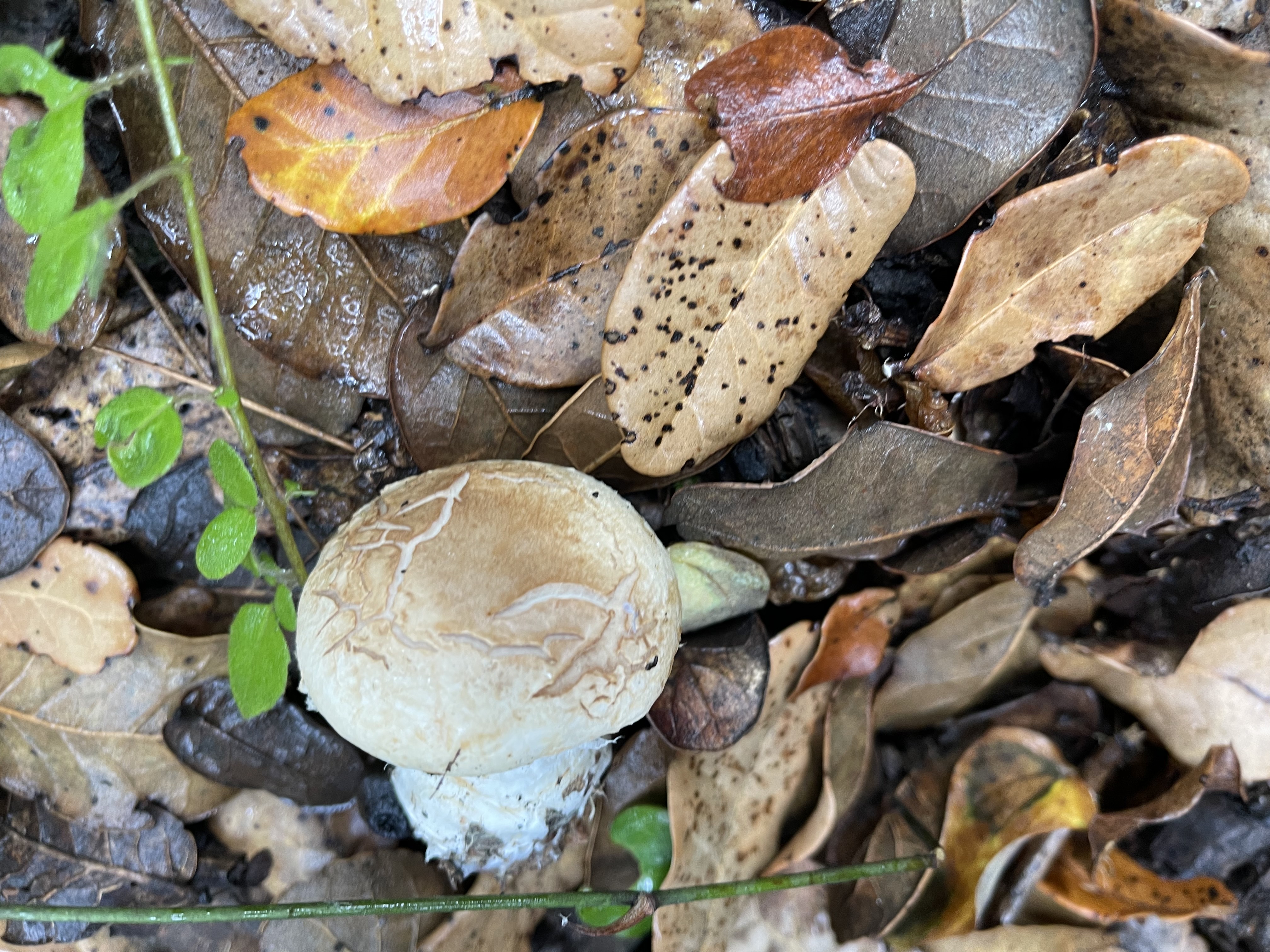 白环黏盖丝膜菌