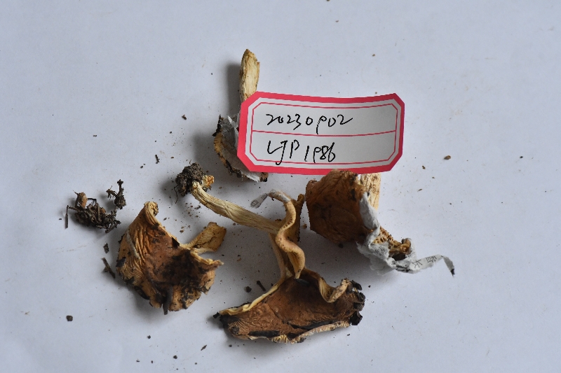 假桂黄红菇近似种