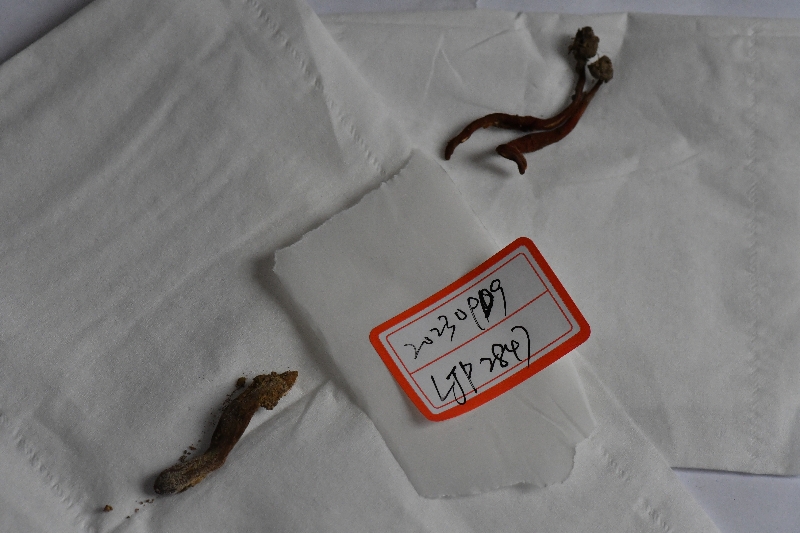 鹿角状木霉 （俗名火焰茸）