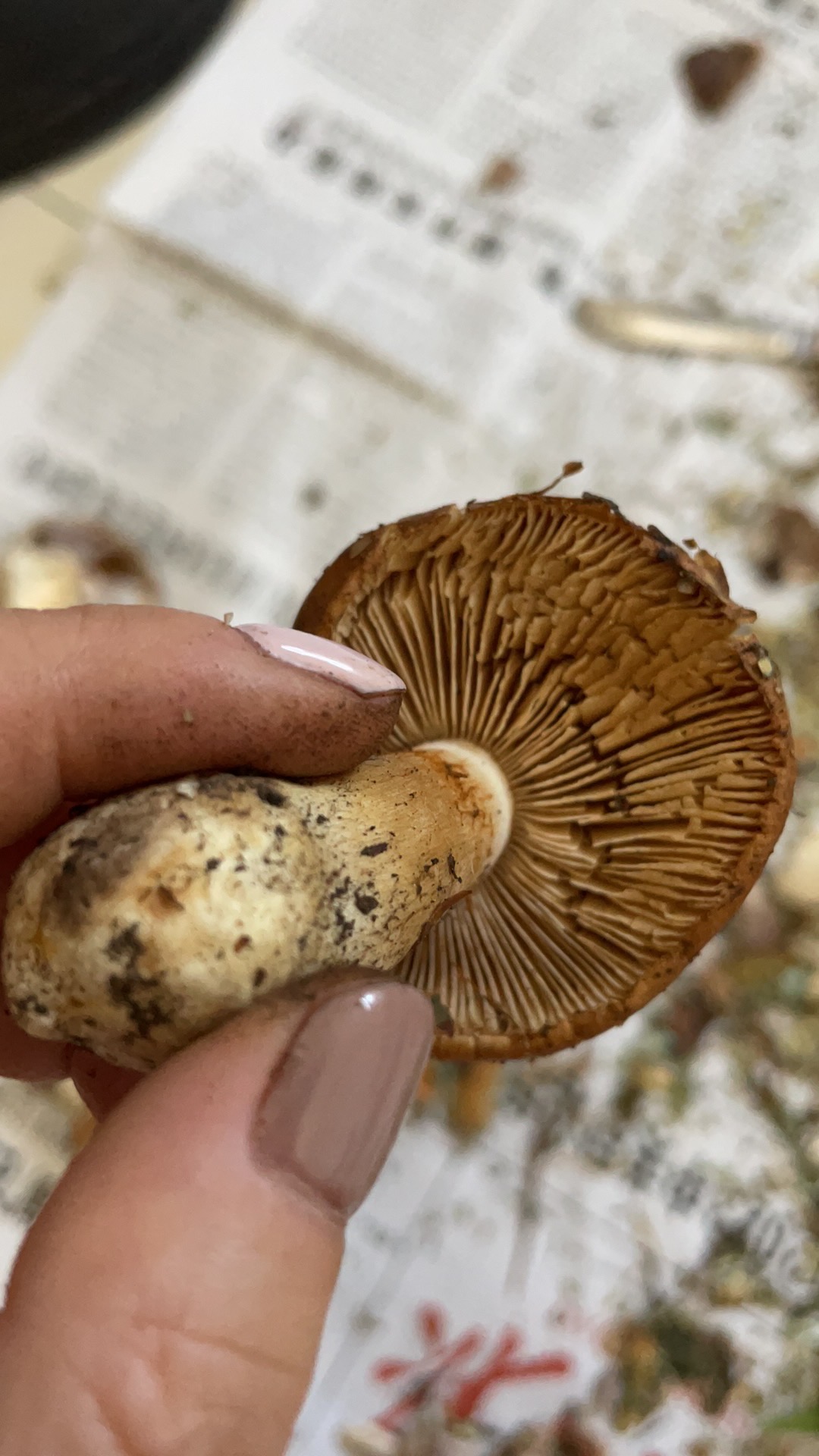 多形萨氏丝膜菌